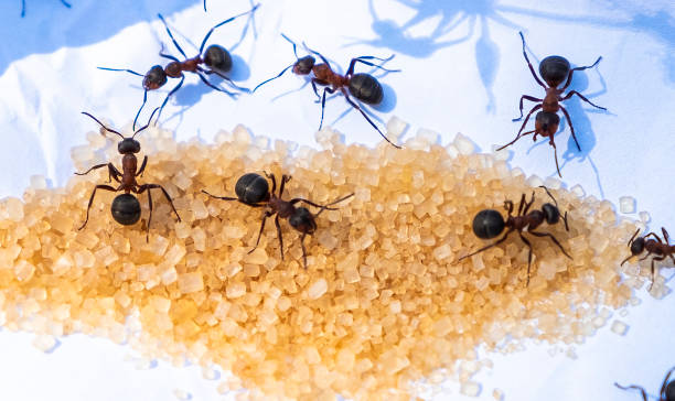 How to get rid of sugar ants